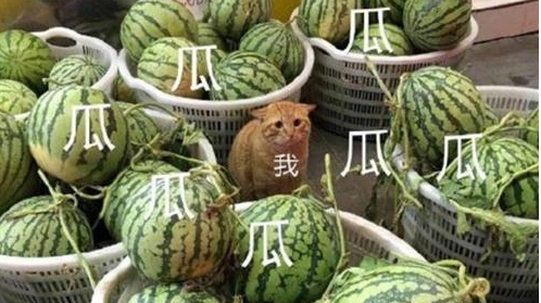 抖音上蹿下跳的猹是什么意思