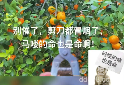 《抖音》吗喽的命也是命梗的意思介绍