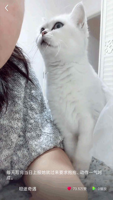 猫咪小视频截图